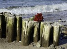 Am Ostseeufer