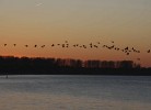 Vogelzug
