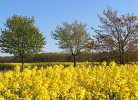 Rapsblüte rund um Blengow