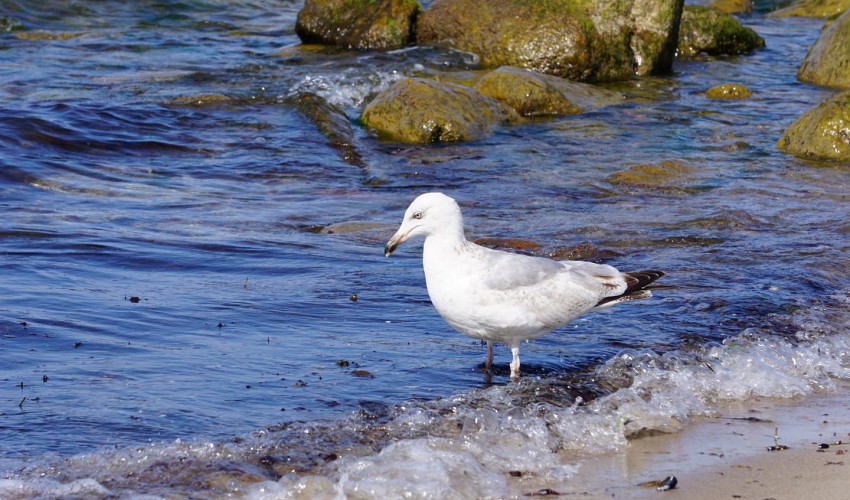 Badegast