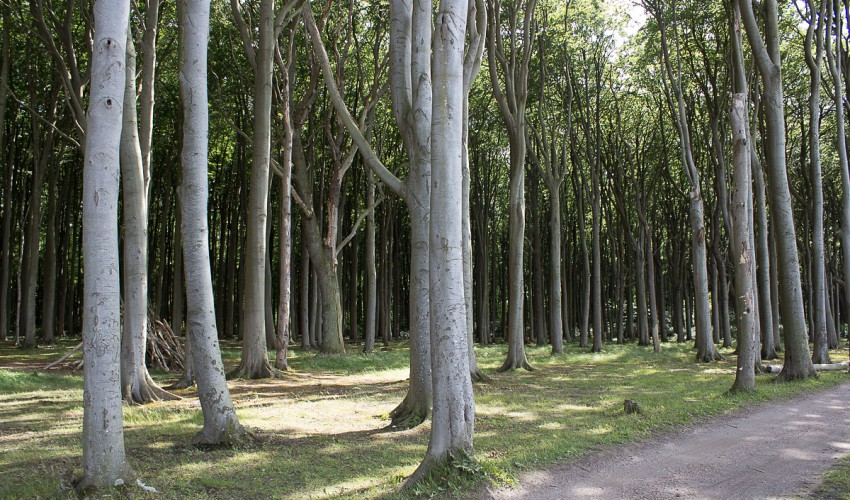 Gespensterwald
