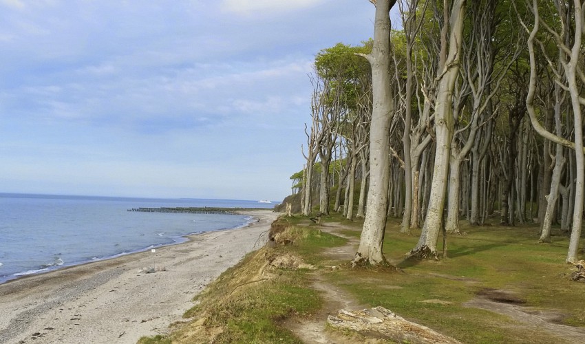 Gespensterwald in Richtung Nienhagen