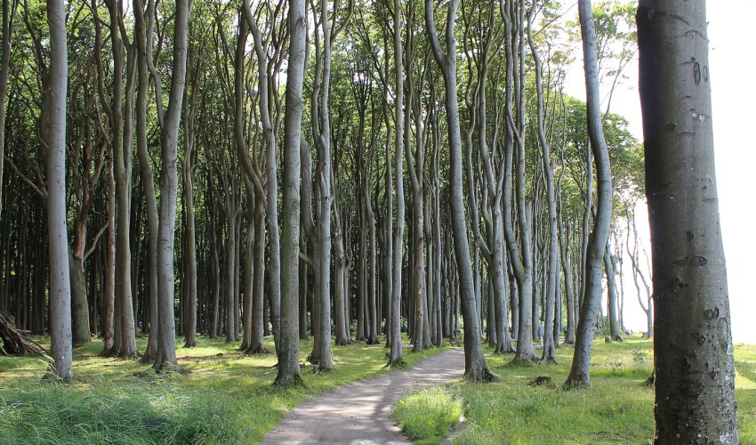 Nienhagen Gespensterwald