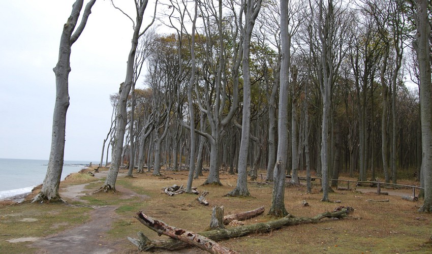 Gespensterwald