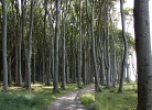 der Nienhäger Gespensterwald