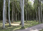 Gespensterwald