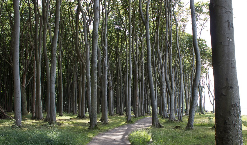 Gespensterwald zwischen Nienhagen und Börgerende