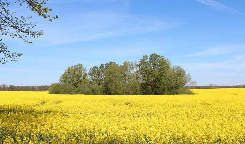Rapsblüte rund um Blengow