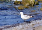 Küstenbewohner