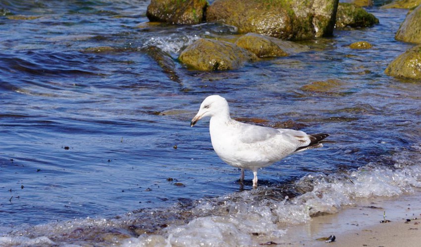 Küstenbewohner