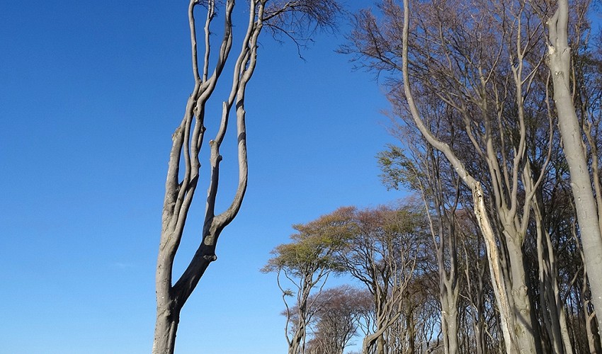Windflüchter am Gespensterwald