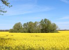 Rapsblüte